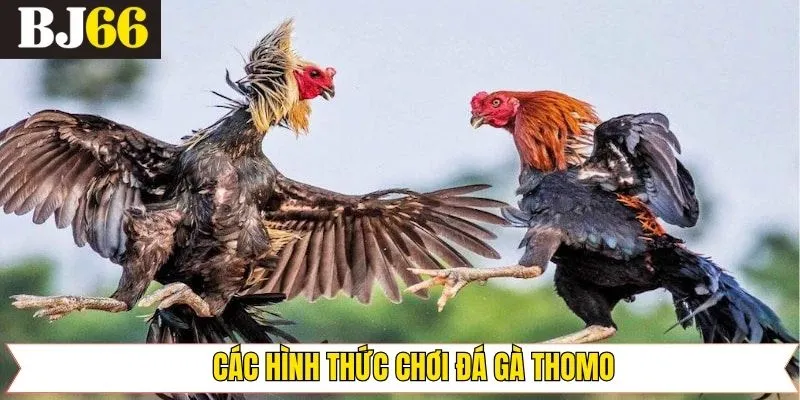 Tổng hợp các loại hình đá gà Thomo cơ bản tại Bj66
