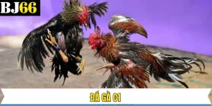Đá Gà C1 - Đỉnh Cao Cạnh Tranh, Giải Trí Bùng Nổ Cùng BJ66 