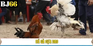 Đá Gà Cựa Dao - Bộ Môn Giải Trí Đình Đám Nhất Tại BJ66