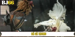 Đá Gà Thomo - Trải Nghiệm Sân Chơi Xuất Sắc Nhất Năm 2025