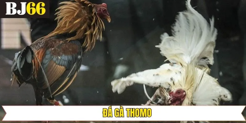 Đá Gà Thomo - Trải Nghiệm Sân Chơi Xuất Sắc Nhất Năm 2025