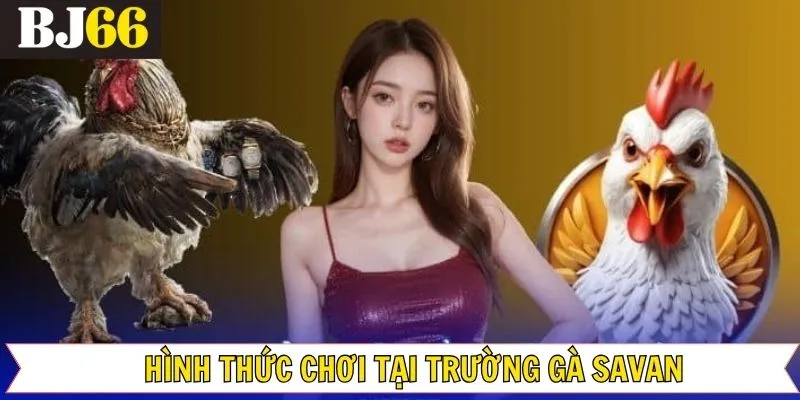 Các loại hình đá gà đỉnh cao và hấp dẫn ở Savan