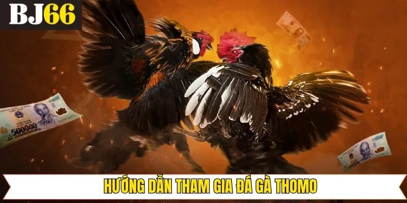 Thông tin về quy định chuẩn trong đá gà Thomo