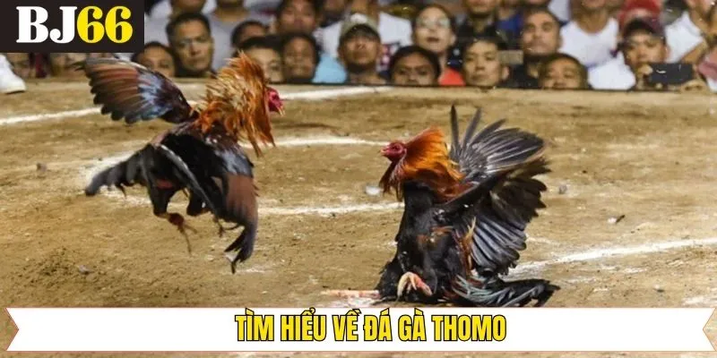 Giới thiệu những điểm chính tại chọi gà Thomo