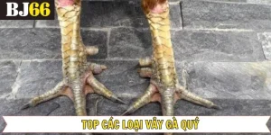 Top Các Loại Vảy Đá Gà Quý - Bí Quyết Chọn Lựa Chiến Kê