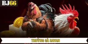 Trường Gà Savan - Nơi Hội Tụ Những Chiến Kê Mạnh Hàng Đầu