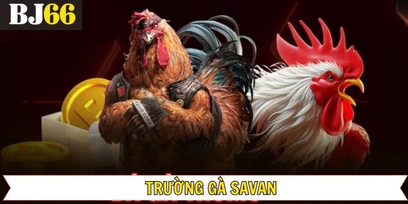 Trường Gà Savan - Nơi Hội Tụ Những Chiến Kê Mạnh Hàng Đầu
